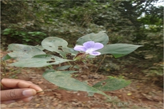 Barleria terminalis